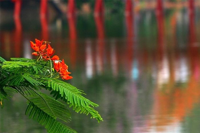 Những mảng màu đỏ rực cứ thưa thớt dần, những cánh hoa “như lửa cháy khát khao” rồi cũng bay theo gió, rụng xuống dập dờn sóng nước.
