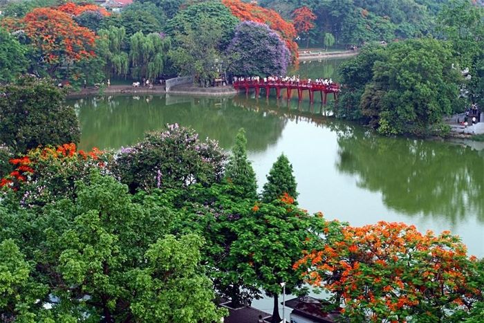 Thế cho nên mỗi khi mùa hoa về, Hồ Gươm cứ đỏ rực lên như thắp lửa bên hồ. Mùa hoa phượng và mùa hoa bằng lăng kề và gối nhau. Ở mỗi góc hồ, đan xen trong màu đỏ của phuợng là cả sắc tím của bằng lăng. Màu tím dịu dàng của bằng lăng như càng tôn thêm màu hoa đỏ.