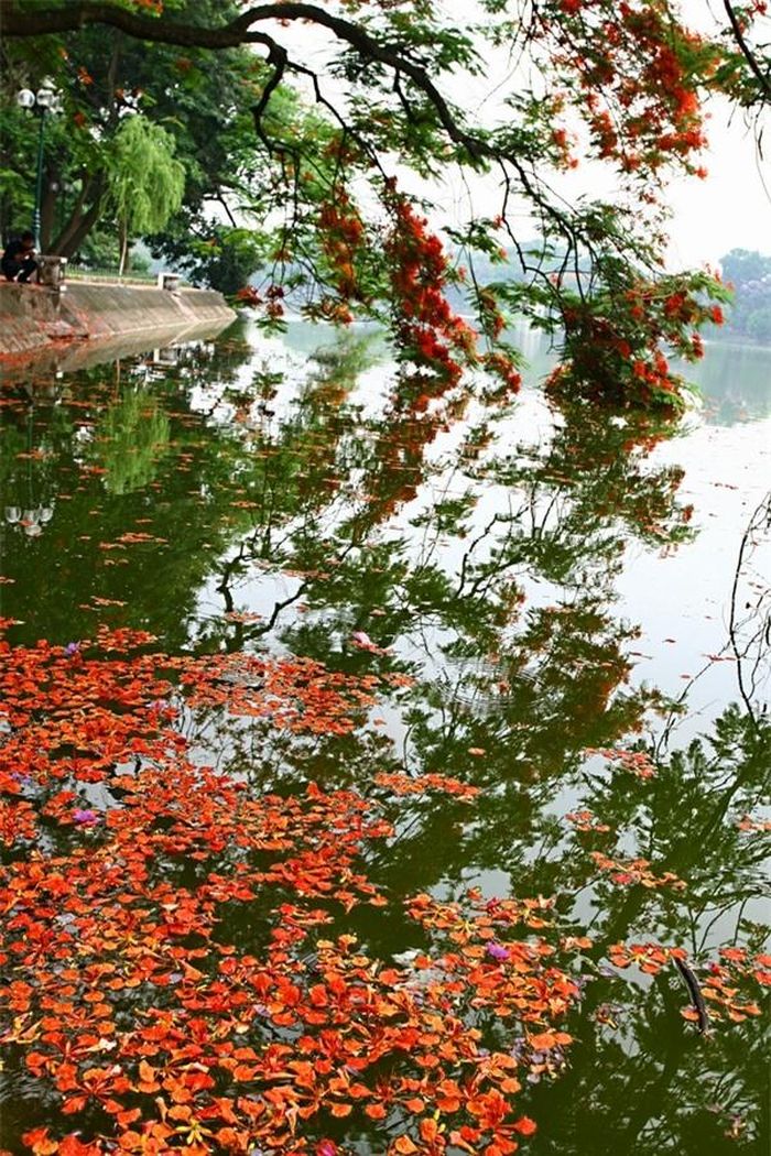 Mặt hồ nghìn năm vẫn soi bóng mây trời, mỗi mùa hoa đi qua cứ rực rỡ và mong manh phù du như thế.