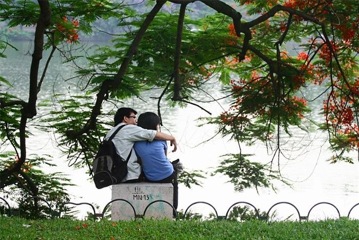 Lúc ấy nhìn thấy “lẵng hoa” đẹp biết bao. Hoa phượng mang màu đỏ, màu lửa, màu luôn nổi bật nhất. Và cũng thật khéo khi cây phượng phân bố quanh hồ đều nhất so với nhiều loài cây khác.