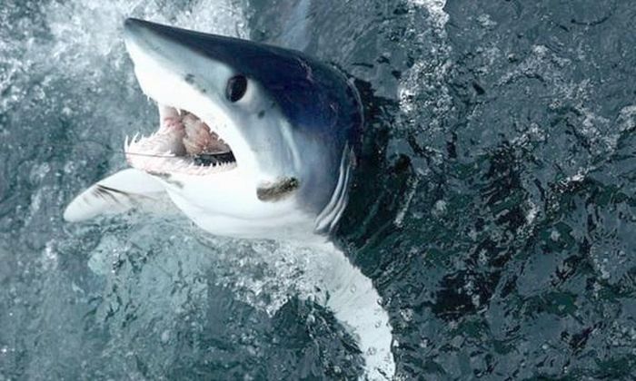Cá mập porbeagle. https://dulich.petrotimes.vn/