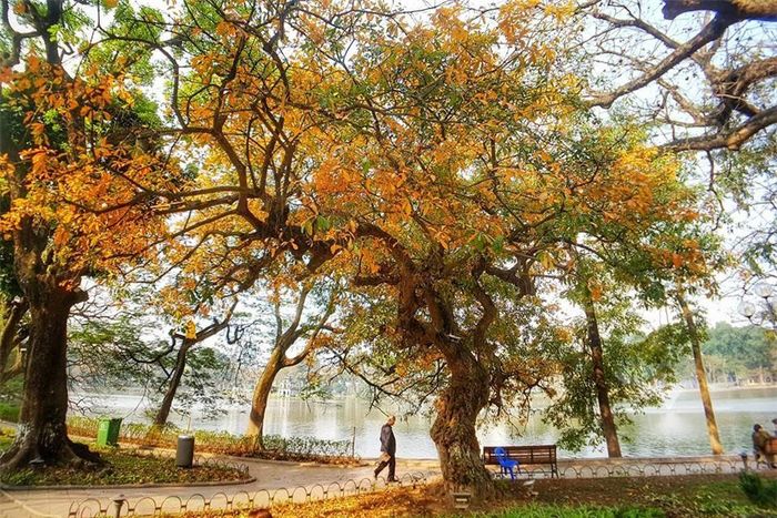 Lộc vừng vàng rực cả một góc hồ.
