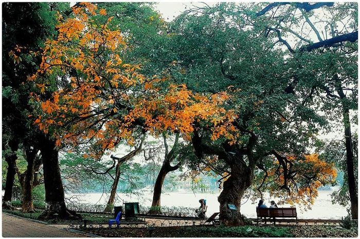 Chỉ trong khoảng 2 tuần, lá lộc vừng từ màu xanh sẽ chuyển sang màu vàng, màuđỏ, tạo nên khung cảnh làm say đắm lòng người.