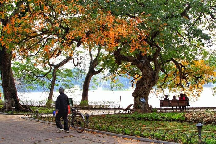 Tháng ba mùa xuân, mùa của hoa sưa nở rực trắng, mùa của hoa ban tím mỏng manh và cũng là mùa thay lá của những tán lộc vừng.