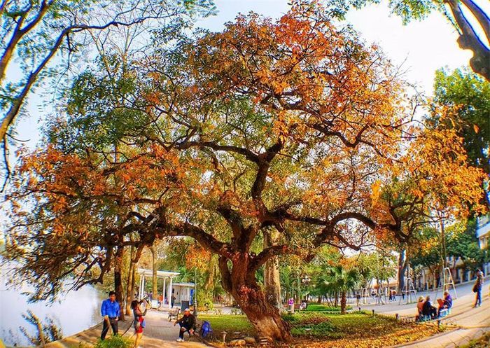 Nếu như các loài cây thường thay lá vào mùa thu, lộc vừng thay lá vào mùa xuân. Lá lộc vừng sẽ rụng sau 2-3 ngày đổi màu.