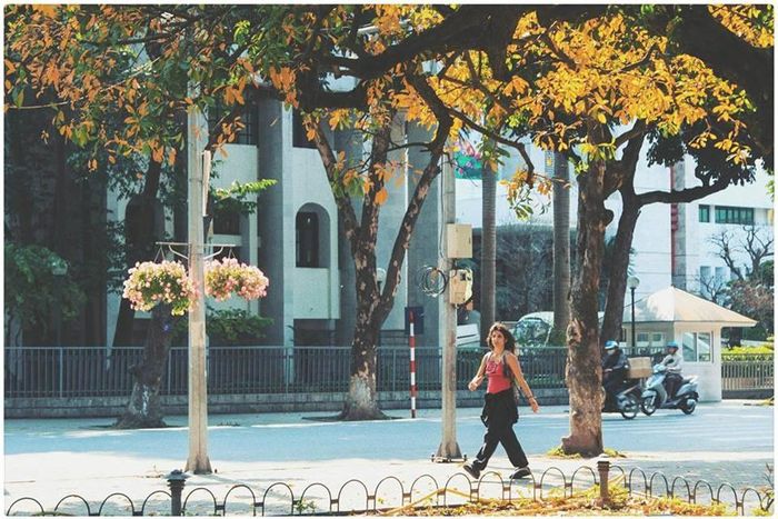 Con đường ven hồ trở nên lãng mạn hơn khi lộc vừng đang mùa thay màu lá.