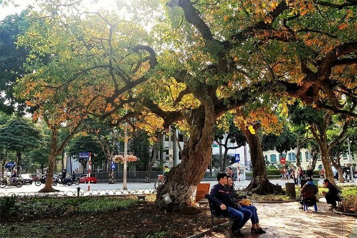 Người dân thư thái dưới tán lá vàng rực, lãng mạn như châu Âu.