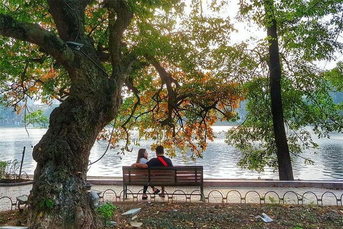 Cây lộc vừng này có tuổi thọ khá cao, cứ mỗi độ xuân về lại chuyển màu rực rỡ.