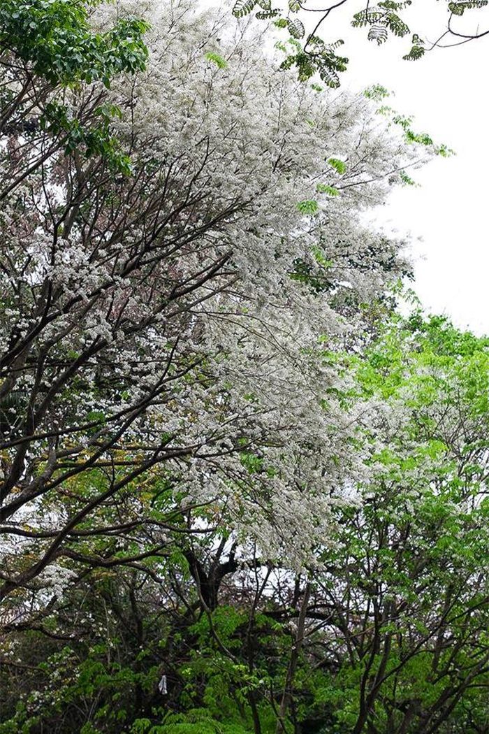 ...khung cảnh thơ mộng ấy là lý do để lòng người mong ngóng và ngẩn ngơ mỗi độ xuân sang.