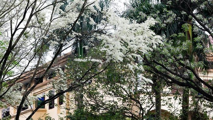 Những bông hoa nhỏ màu trắng mong manh tô điểm cho vẻ đẹp lãng mạn của Hà Nội mỗi độ xuân về.