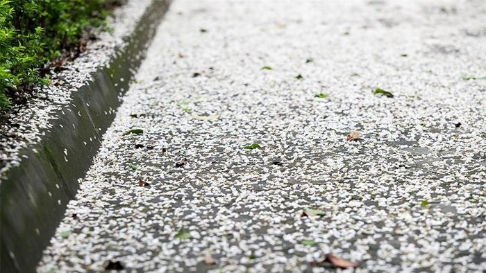 Hoa sưa nở rất nhanh, như một món quà bất ngờ không hẹn trướcvà rồi lại nhanh chóng rụng xuống nhường chỗ cho sắc lá xanh non.