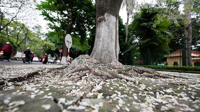 Những cánh hoa như những bông tuyết trắng, giăng ngập lối về...