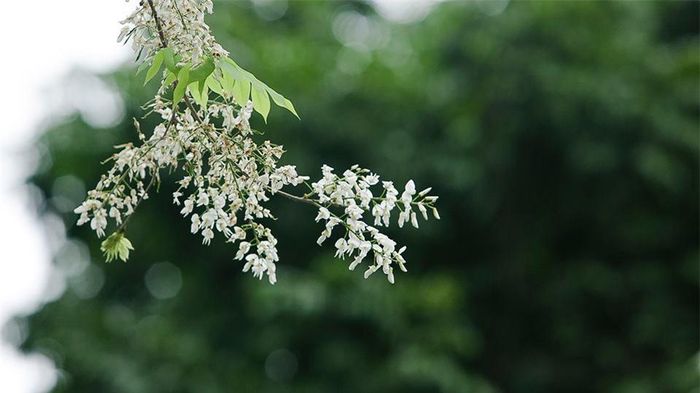 Cứ vào độ tháng 3, khi tiết trời Hà Nội lất phất mưa xuân, thì cũng là lúc hoa sưa nở rộ trên những góc phố thân quen.