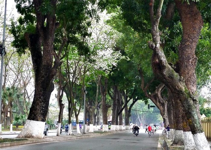 ...và trên nhiều con phố ở Hà Nội như Thanh Niên, Phan Đình Phùng, Hoàng Diệu, Trần Hưng Đạo...