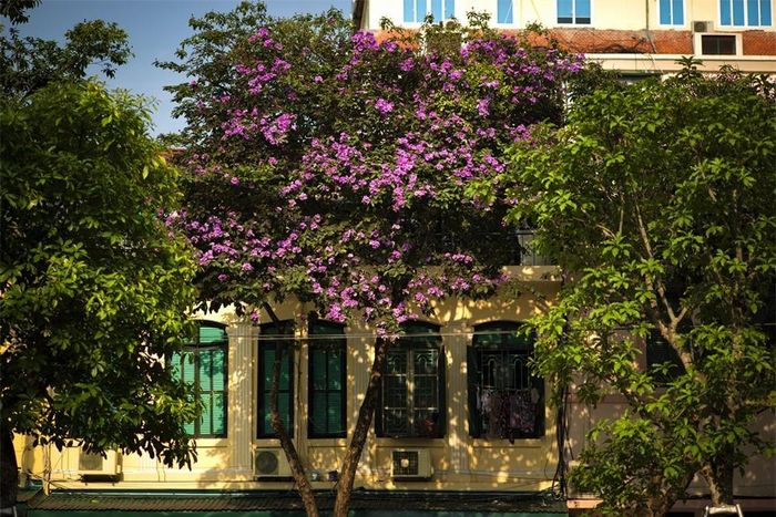 Có những mùa hoa trở thành thương nhớ, nhớ một thời hồn nhiên cắp sách đến trường, nhớ con phố quen bao ngày qua lại, nhớ cánh hoa vẫn vẹn nguyên trên trang lưu bút thuở nào…