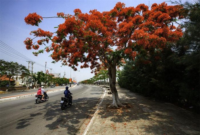 Những chùm hoa phượng rực rỡ như đang thắp lửa gọi ve kêu, đón hè về.