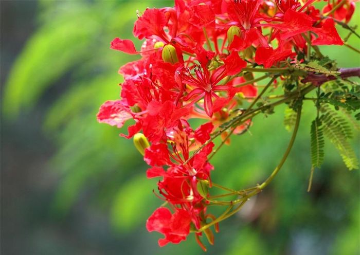 Hoa phượng là loài hoa của tuổi học trò, của những luyến tiếc nhớ thương, của một thời băn khoăn câu hỏi “Em chở mùa hè của tôi đi đâu? Chùm phượng vĩ em cầm là tuổi tôi mười tám”.