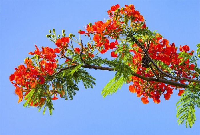 Những chùm hoa phượng mùa qua mùa vẫn mang một sắc đỏ như những tháng năm tuổi trẻ đầy nhiệt huyết, ước mơ.