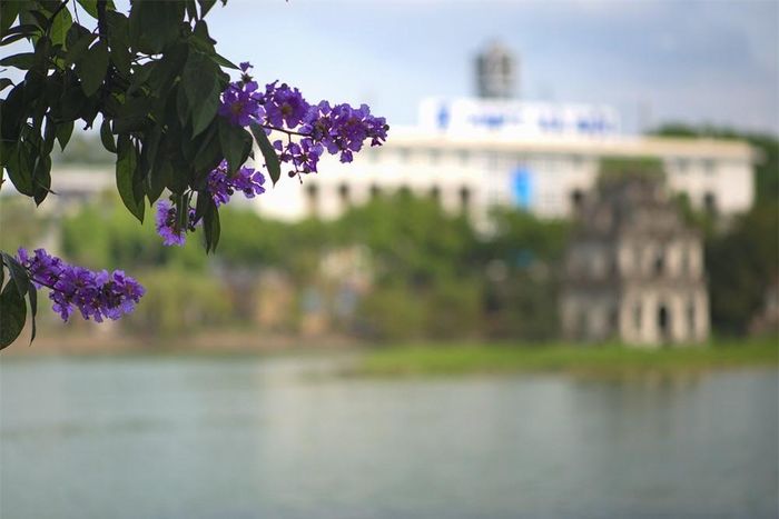 Cứ đến mùa bằng lăng, những con đường ở Hà Nội bỗng nên thơ như một miền hoa cổ tích.