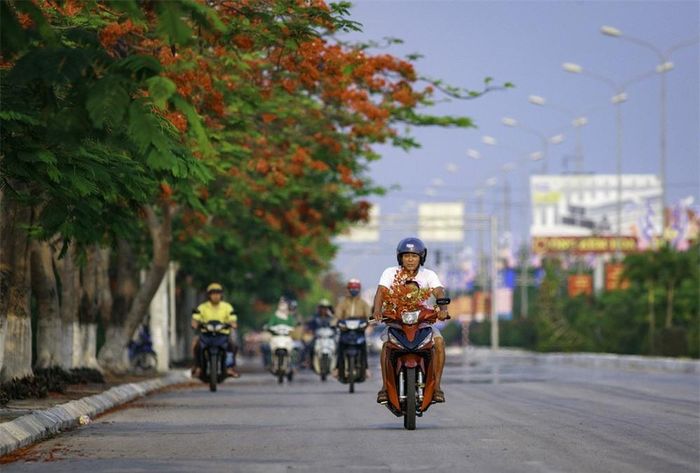Chùm hoa đỏ thắm giữa màu xanh cây lá làm đẹp thêm cho những góc phố, con đường.