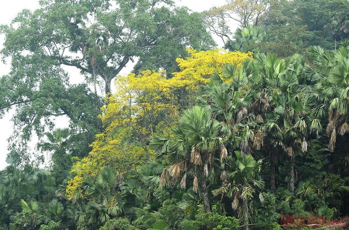  Cây lim vang mọc xen kẽ trên các đồi cọ vùng đất Sơn Dương, tỉnh Tuyên Quang.