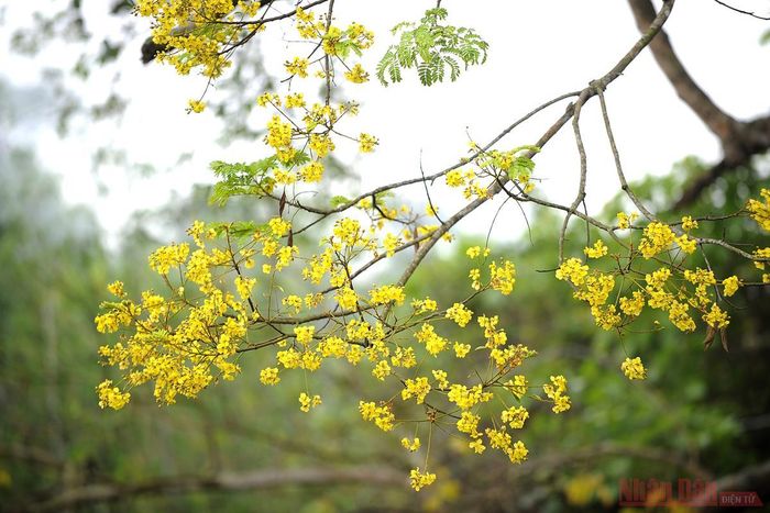 Những chùm hoa lim vang khoe sắc. 