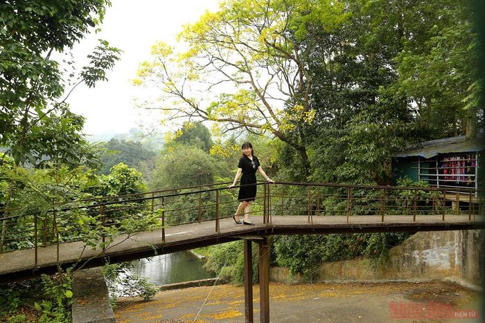 Bên cạnh các di tích lịch sử như đình Hồng Thái, cây đa Tân Trào thì cây hoa lim vang bên cầu cũ là điểm check-in hấp dẫn. Những ngày nghỉ lễ 30-4 và 1-5, du khách về Tân Trào sẽ được ngắm sắc vàng hoa lim vang với thánh thót tiếng suối chảy hòa trong tiếng hát then, đàn tính của các cô gái Tày đắm say lòng người…