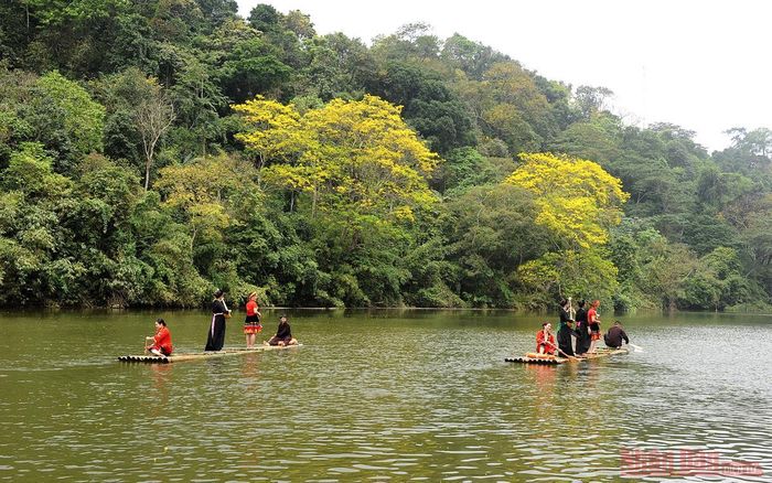 Khung cảnh thơ mộng trên hồ Nà Nưa với sắc vàng rực rỡ của hoa lim vang. Cây lim vang, còn gọi là cây lim xẹt, một loài gỗ quý, hiện không nhiều nơi có. Cây này có hoa sắc vàng rợp, tiếng người bản địa đọc chệch đi gọi là lim vang…