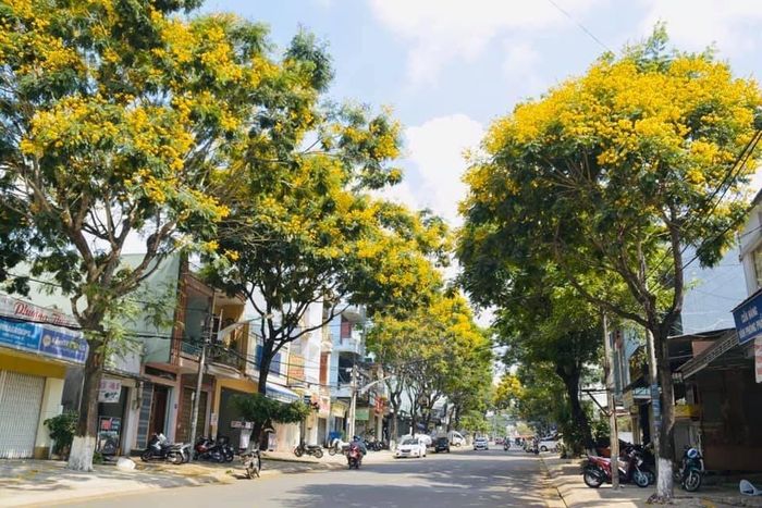 Hoa điệp vàng nở rộ trên đường Hoàng Văn Thụ (TP. Pleiku). Ảnh: Nguyễn Thị Diễm