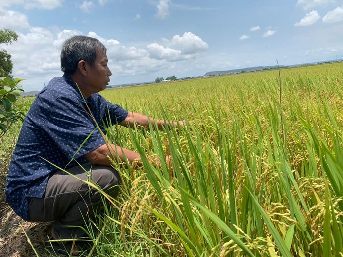 Ông Tống Văn Hiền (thôn Thắng Lợi 2, xã Ia Sol, huyện Phú Thiện) kiểm tra diện tích lúa Đài Thơm 8 của gia đình. Ảnh: Vũ Chi