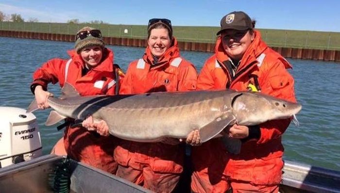 Một con cá tầm hồ nặng 54,5kg đánh bắt trên sông Detroit, Michigan, Mỹ vào tháng 5/2017. Ảnh: USFWS. 