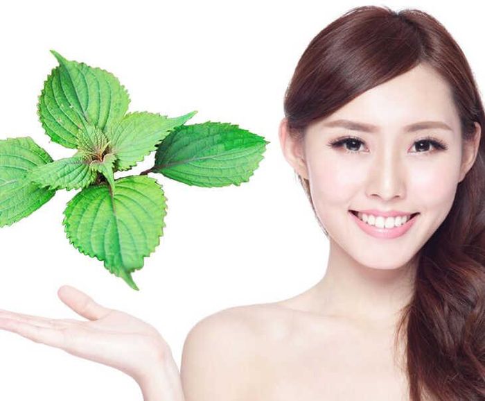 Các chất kháng khuẩn và chống viêm trong lá tía tô phát giúp chữa lành mụn cám, mụn trứng cá... (Ảnh: Internet)