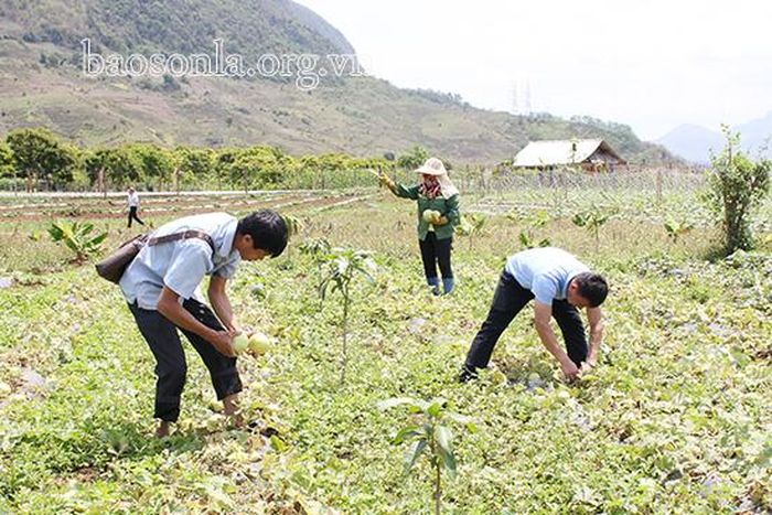 Nông dân bản Chiềng Ban, xã Tú Nang thu hoạch dưa lê.