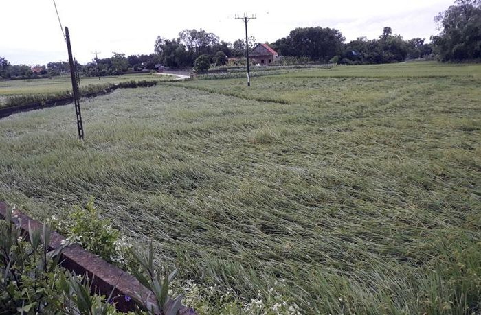 Diện tích lúa xuân của bà con xóm Chám, xã Đào Xá (Phú Bình) bị đổ do mưa lớn.