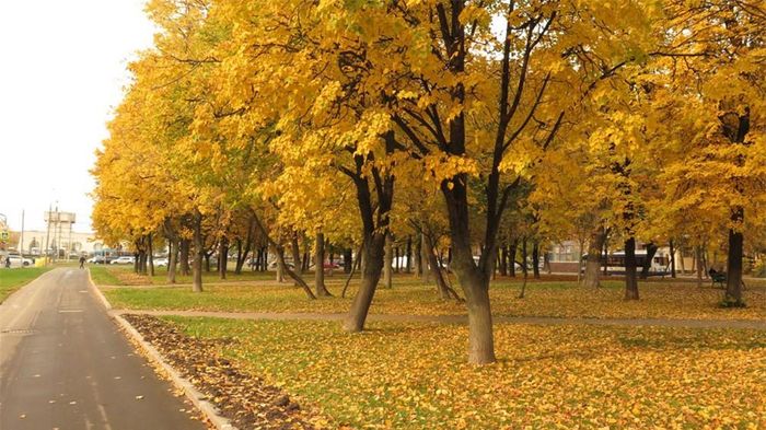 Nắng ấm lên, không gian trở nên tưng bừng, rạng rỡ với màu vàng tinh khôi.