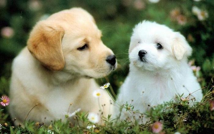 Dự đoán 12 con giáp hôm nay 6/5: Mùi đột phá trong công việc, Tuất khả năng cao thoát ế.