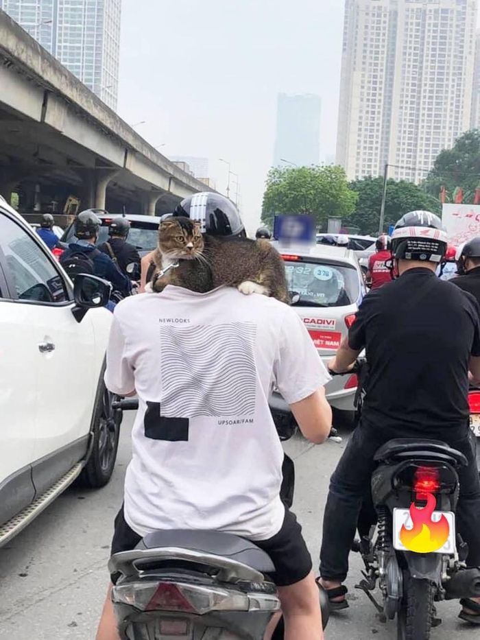 Nhìn kĩ, chiếc khăn lông mà "chủ thớt" nhắc tới ở đây thực tế là một con mèo. Cụ thể, trải dài người, vắt vẻo quanh cổ của nam thanh niên một cách điệu nghệ. Bởi thế, nếu chỉ nhìn lướt qua, chắc hẳn nhiều người sẽ dễ bị lầm tưởng bộ lông mềm mượt ấm áp đó là chiếc khăn choàng.