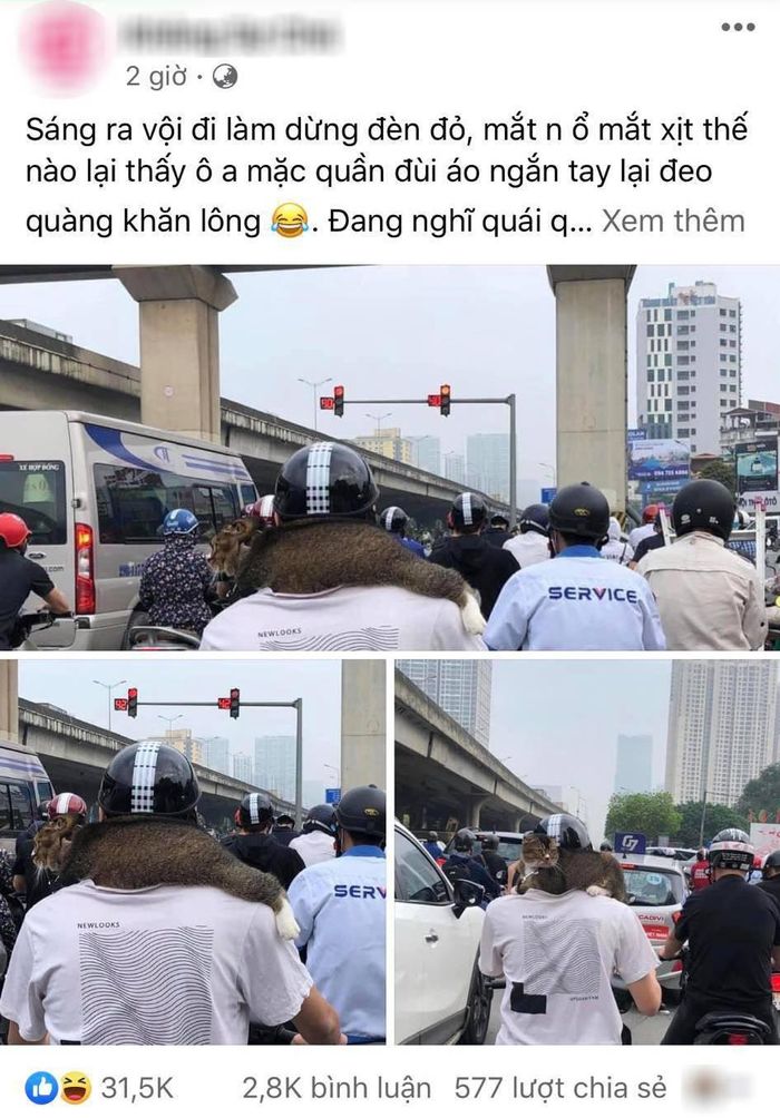 Những câu chuyện đáng yêu giữa thú cưng và chủ không phải hiếm thấy nhưng mỗi khi bắt gặp cảnh "sen" và "boss" cùng nhau xuất hiện, netizen lại được một phen phải bật cười. Điển hình như mới đây, giữa con phố tập nập, hình ảnh chú mèo ngồi trên cổ nam thanh niên đang điều khiển xe máy khiến ai cũng phải thích thú.