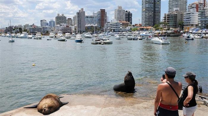 Isla de Lobas nằm ở đông nam Punta del Este là “mái nhà” của những chú sư tử biển lớn nhất Nam Mỹ. Những cư dân này thỉnh thoảng được người ta trông thấy nằm trên các bến tàu của Punta del Este.
