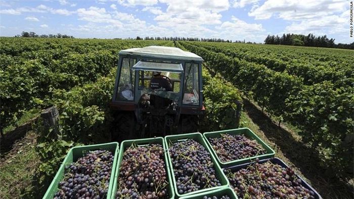 Uruguay là nơi sản xuất rượu nho lớn thứ tư của Nam Mỹ, chủ yếu từ những vườn nho và nhà máy rượu vang nằm trên những ngọn đồi phía bắc của Montevideo.