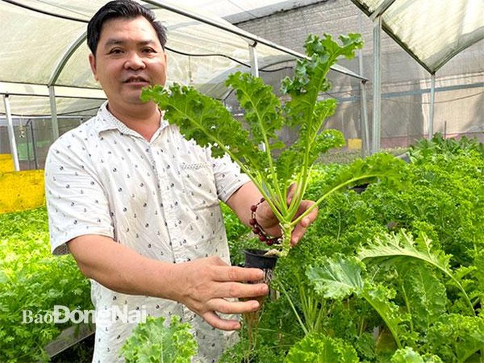 Cải Kale tại Nông trại Nhiệt Đới (TP.Biên Hòa) được chế biến thành nước ép tươi. Ảnh: Thủy Mộc