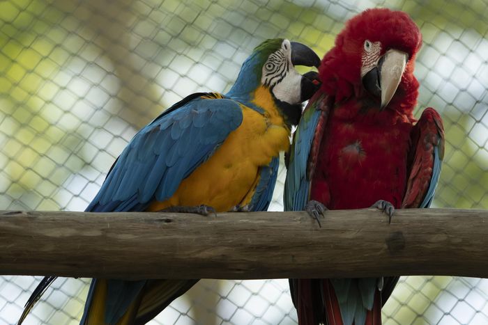 Tuy nhiên, theo AP, các nhà sinh vật học ở Rio de Janeiro cũng không quá quan tâm việc xác định giới tính của Juliet. Với họ, việc bắt hoặc can thiệp vào cuộc sống của con vẹt chỉ vì tò mò là điều không đáng. Ngoài ra, họ cũng không có ý định nuôi nhốt Juliet. "Chúng tôi thấy nó đang rất thoải mái", Angelita Capobianco, nhà sinh vật học, cho biết.