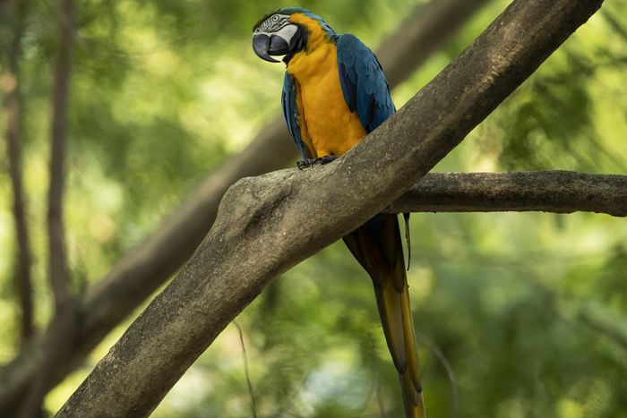 Trong tương lai, các nhà sinh vật học ở BioParque dự định xây dựng lại hệ sinh thái và nhân giống vẹt đuôi dài vàng lam. Họ có thể thả những cặp chim cùng con non vào rừng quốc gia Tijuca (thuộc Rio) để chúng được huấn luyện về cách sống ngoài tự nhiên. Rừng Tijuca cũng là nơi Juliet được nhìn thấy và ngủ lại mỗi đêm. Như vậy, sau hai thập kỷ cô độc, Juliet đã có cơ hội bay cùng đồng loại và kiếm "bạn tình".