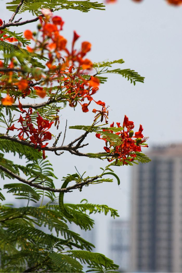 Những tòa nhà cao tầng trở nên duyên dáng hơn với những nhành hoa phượng vỹ xen kẽ trong lòng phố thị.