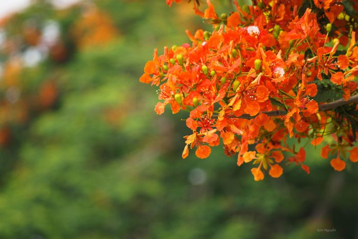 Hoa phượng in sâu trong tim mỗi người vì còn nhắc nhớ về tuổi trẻ nhiệt huyết khát khao, về những hoài bão đầu đời…