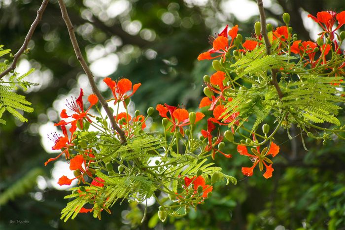 Hoa phượng còn gợi nhớ về thời áo trắng trong trẻo không thể quên.