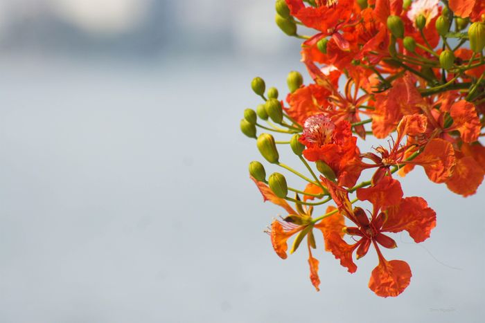 Màu hoa “chẳng cho lòng ngủ yên chút nào”.