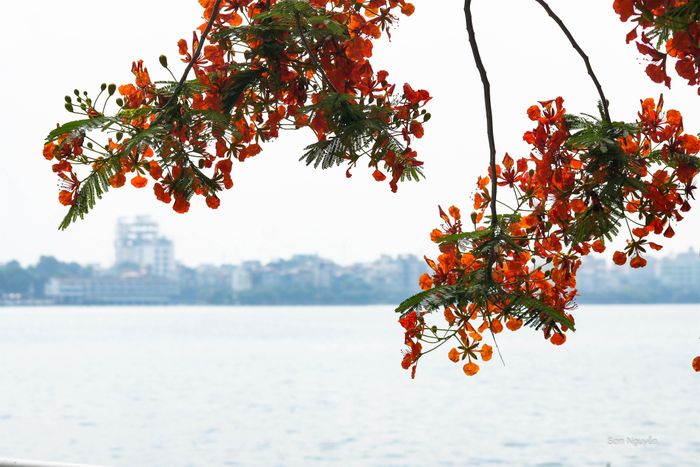 Hoa phượng luôn mang đến rất nhiều cảm xúc cho người dân thủ đô, nên dễ hiểu loài hoa này có mặt trong vô số tác phẩm quen thuộc được yêu mến.
