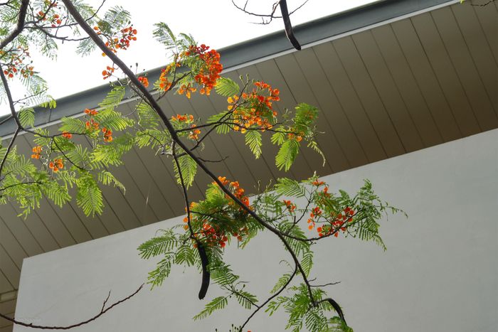 Hoa phượng và mái trường.