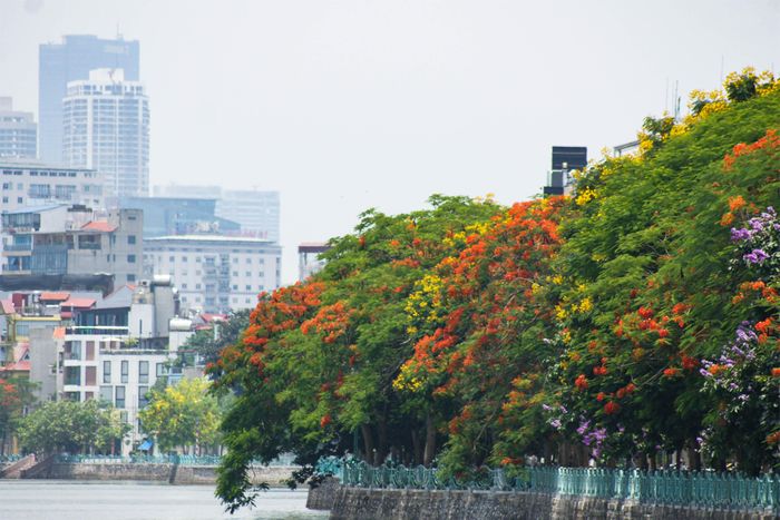 Hà Nội giờ đã thay đổi nhiều, hiện đại hơn nhưng bóng phượng đỏ khiến cho khung cảnh mùa hạ đẹp đến say lòng.